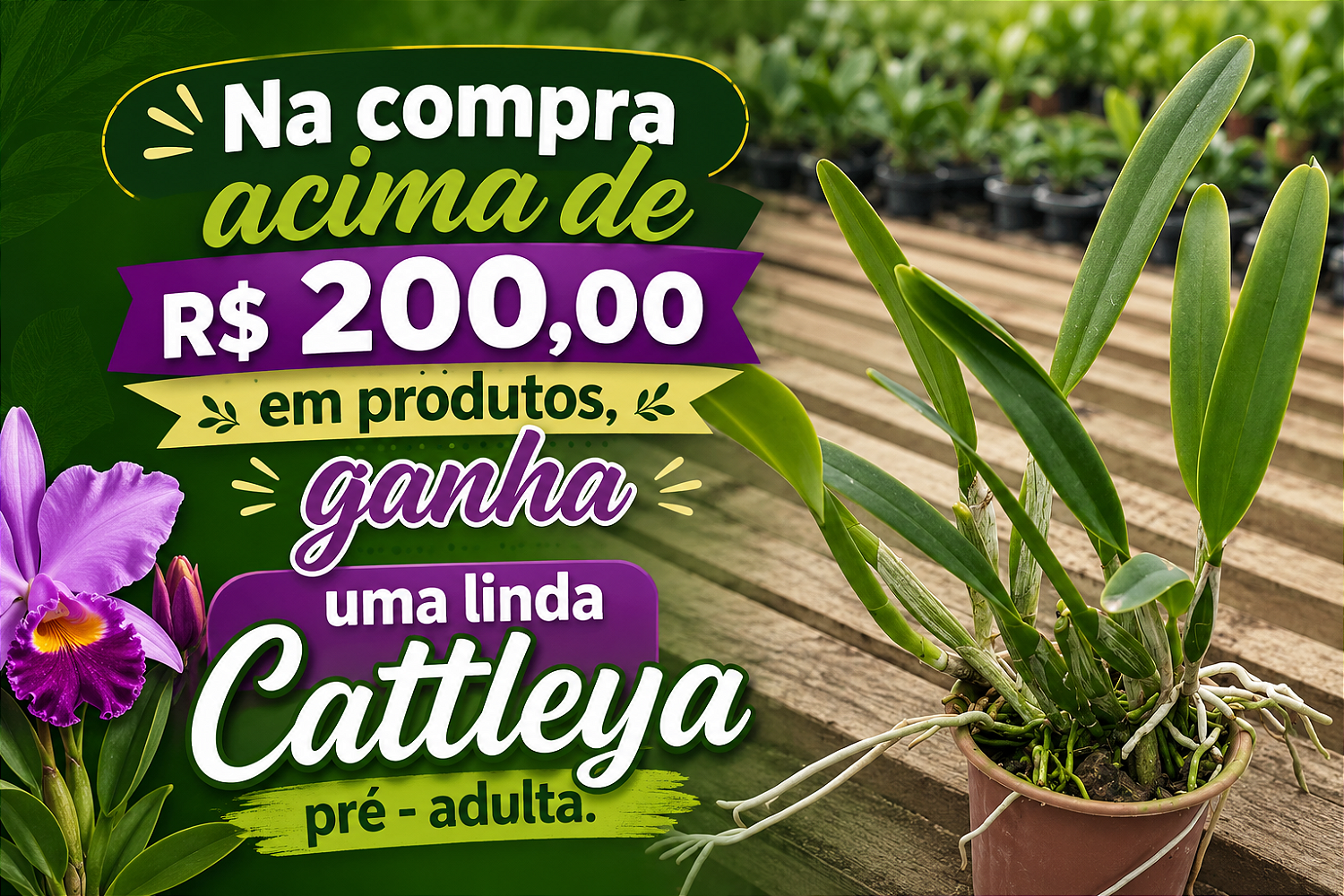 Compre e ganhe brinde