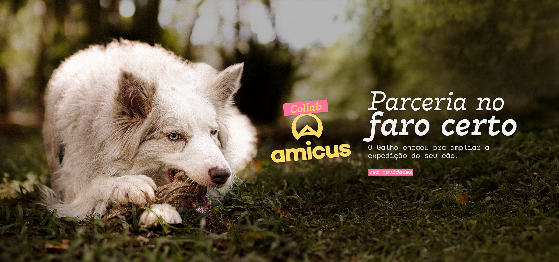 Colab Amicus