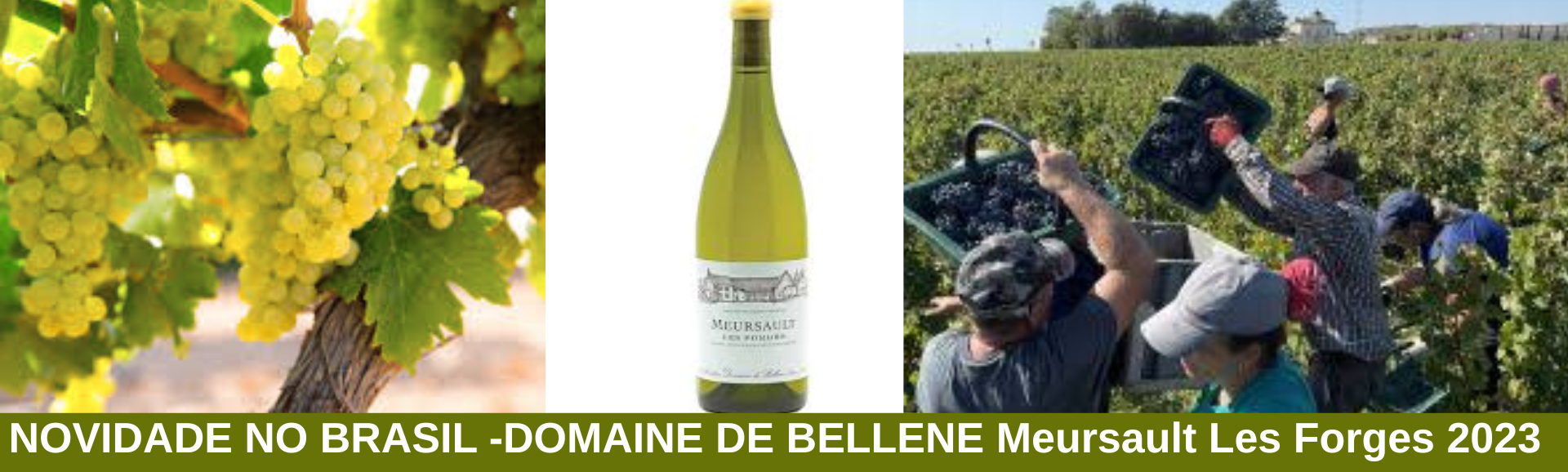 BELLENE