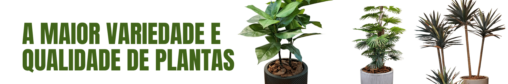 variedade de plantas