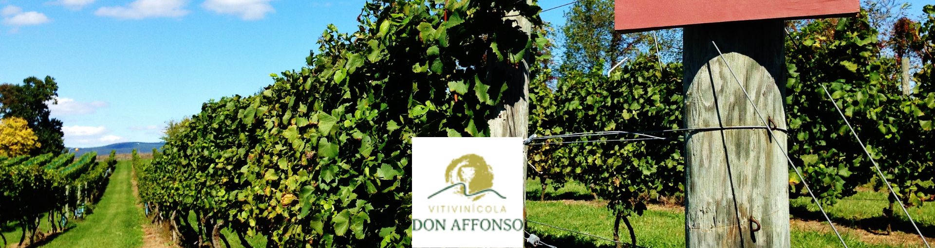 Don Affonso