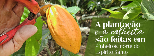 Banner Tarja 02 Colheita