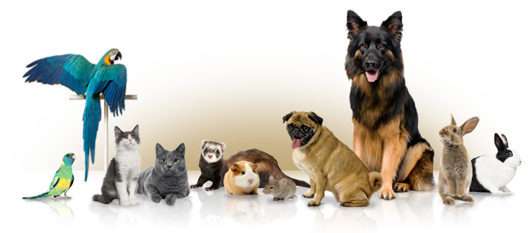 tarjapets