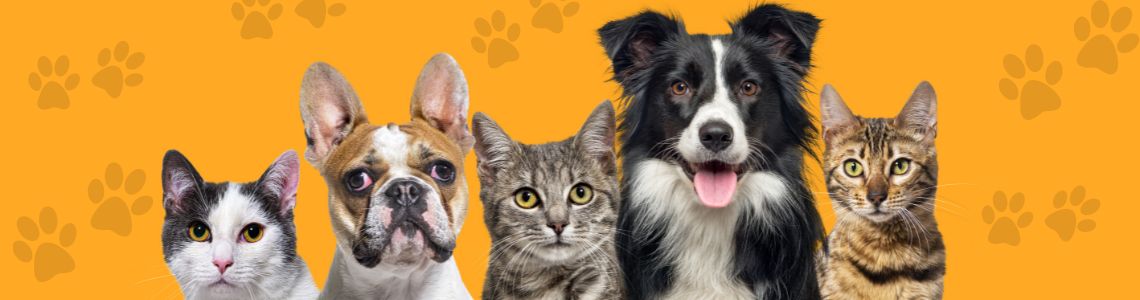 peteleca produtos para animais de estimação