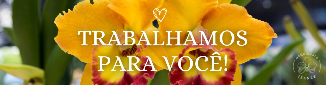 Trabalhamos para você s2