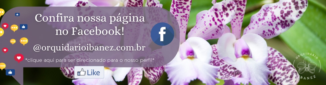 facebook 2