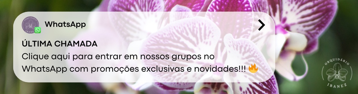 whatsapp 3