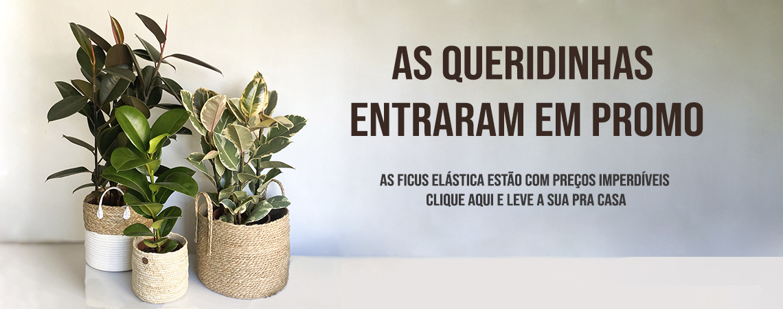 Promoção Ficus