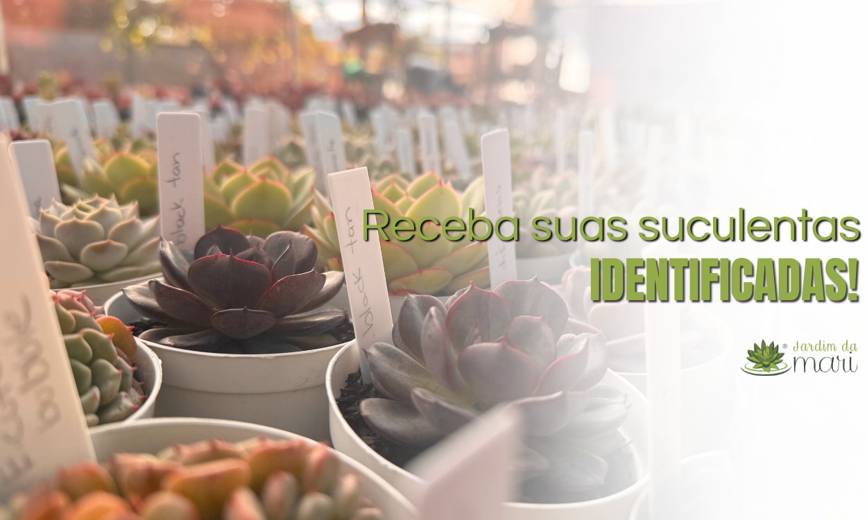 identificadas @mobile