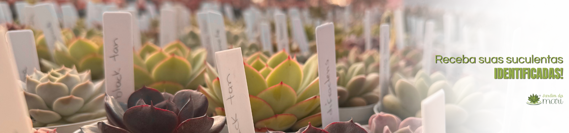 identificadas @desktop