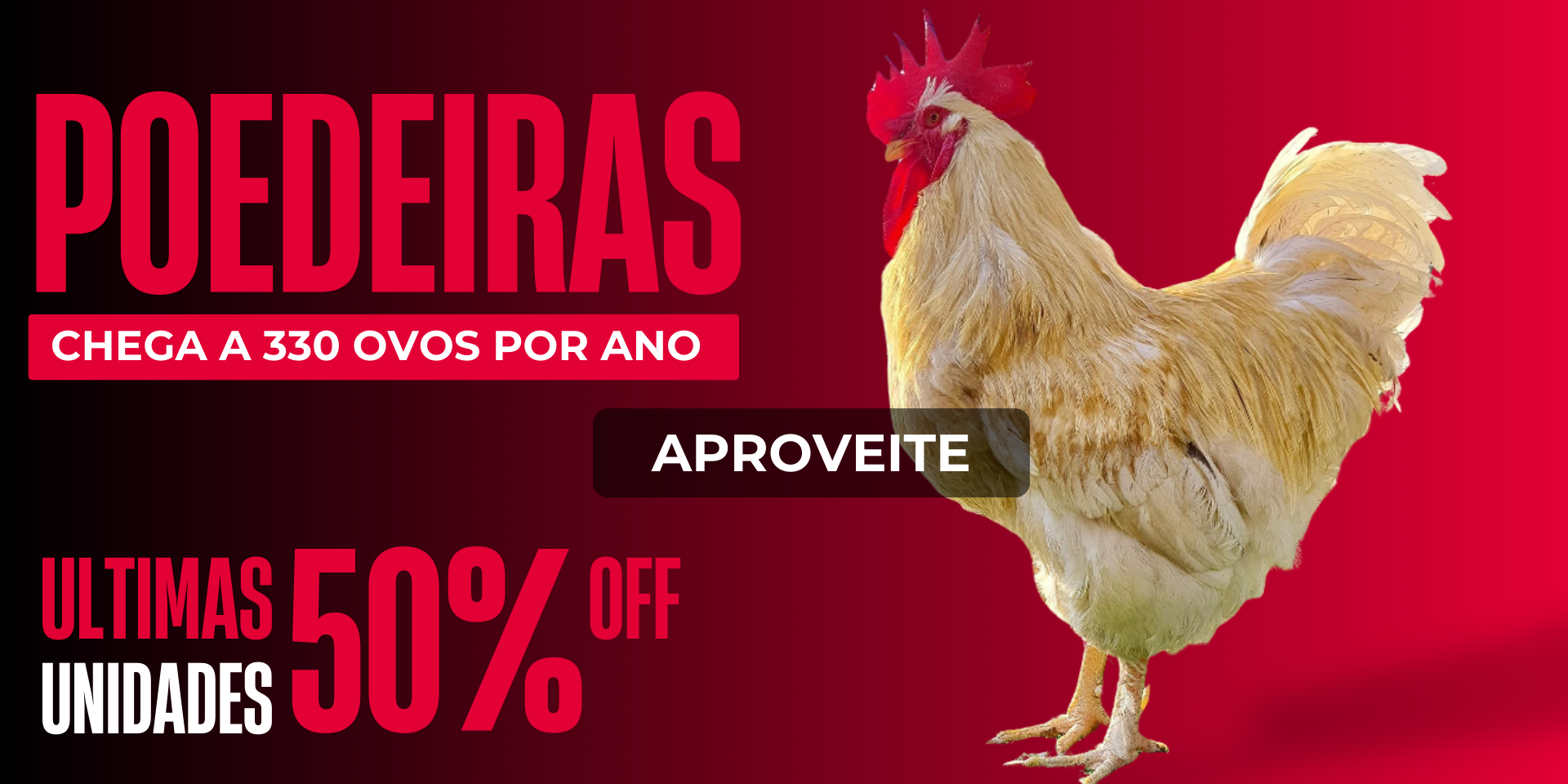 poedeiras