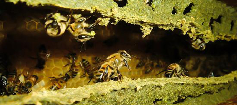 Propolis