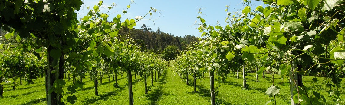 Vinhos Verdes