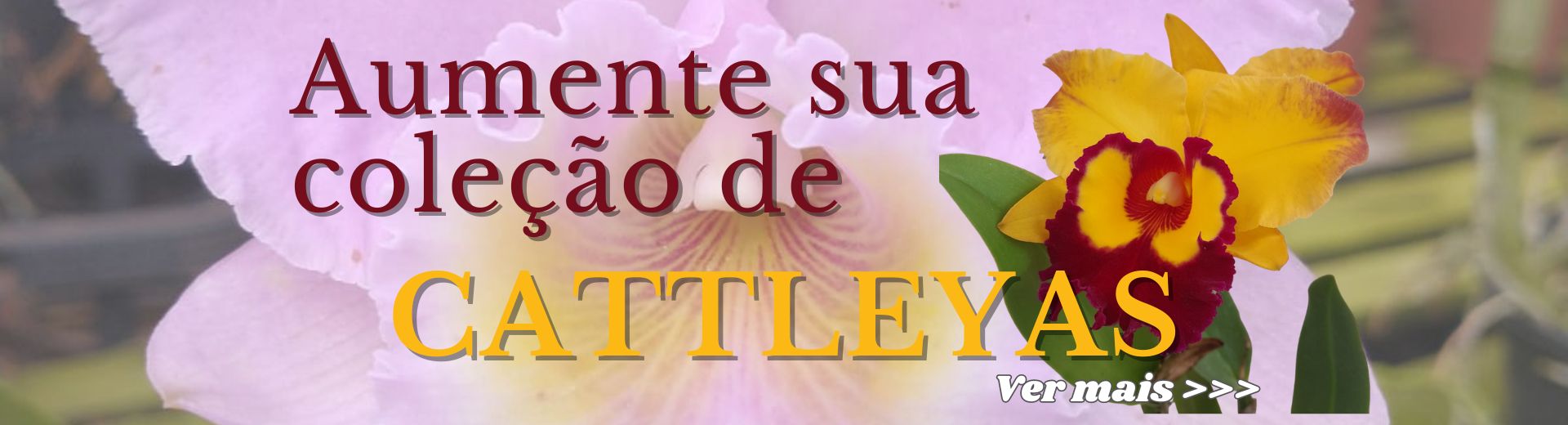 Cattleyas