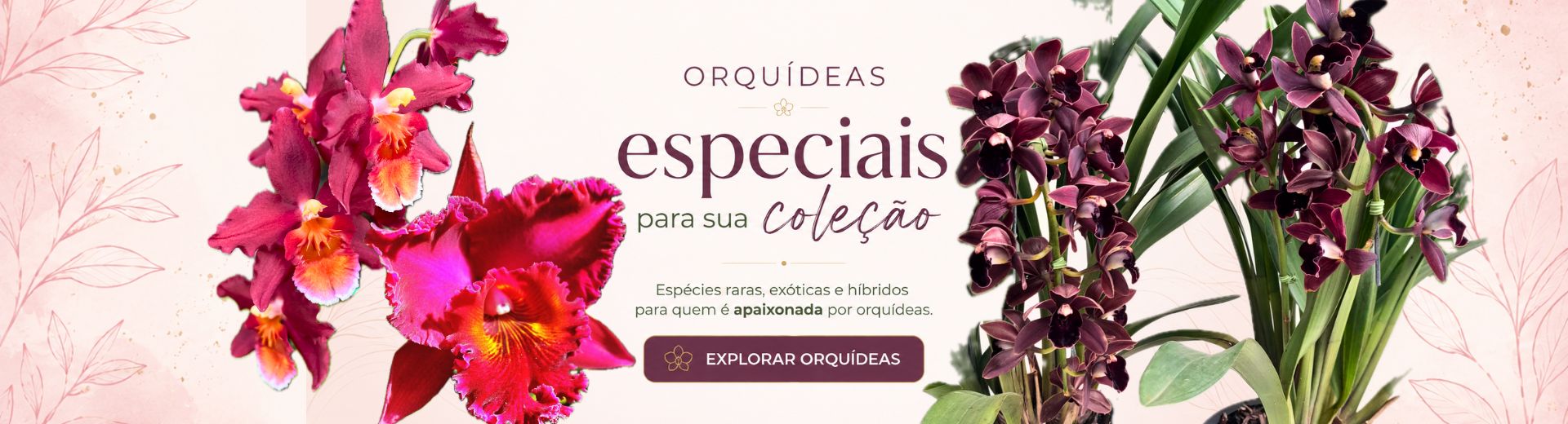 Orquídeas Híbridas