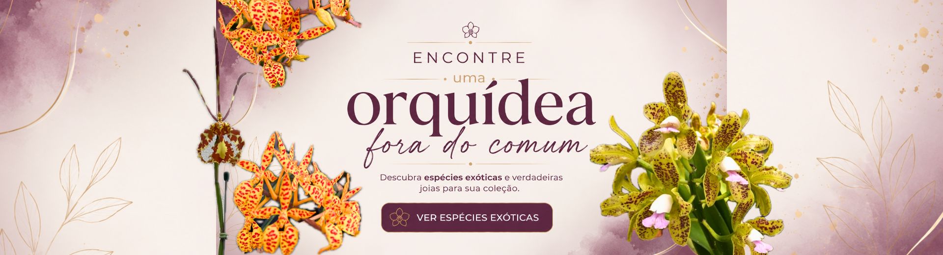 Orquidea especie