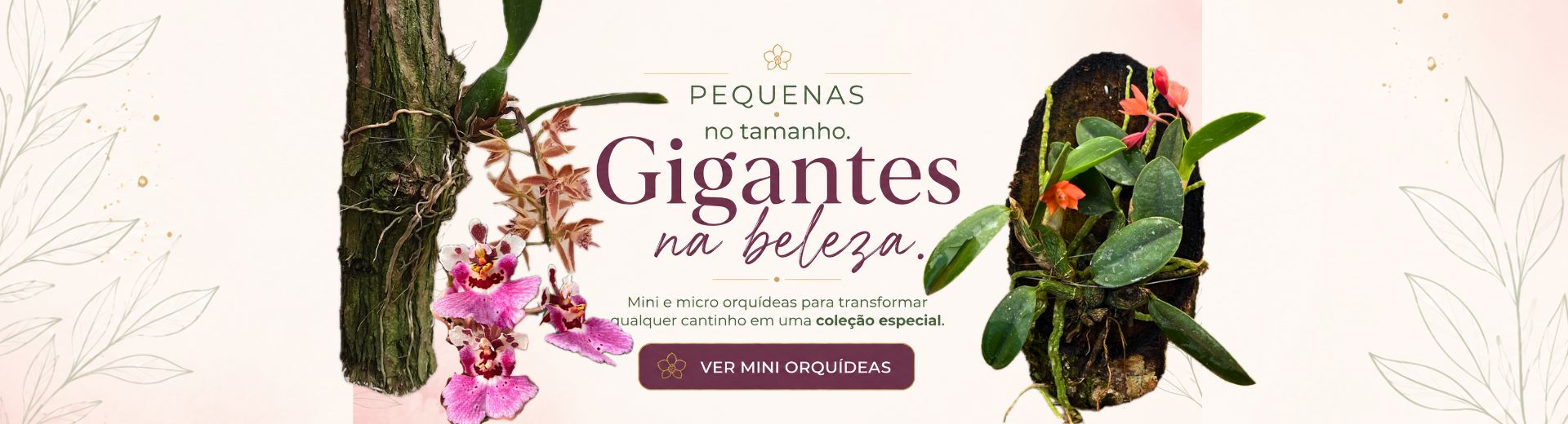 Mini Orquidea