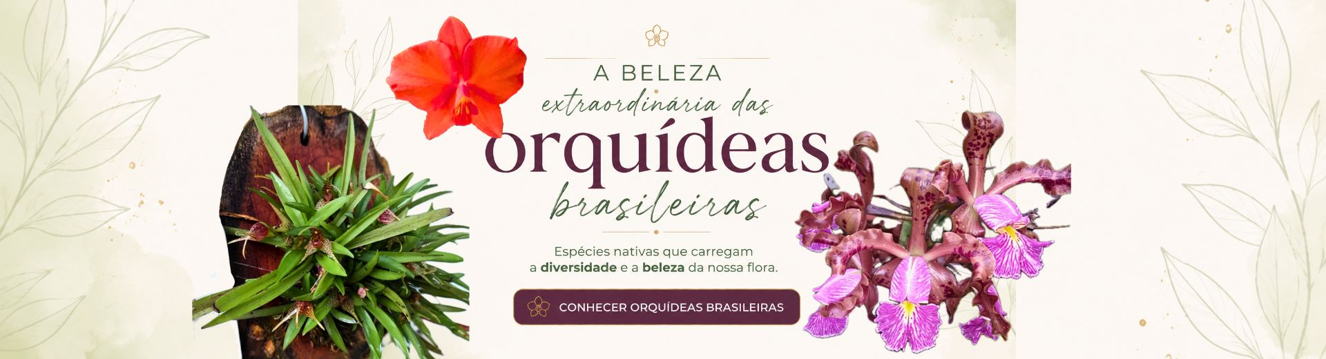 Orquideas brasileiras