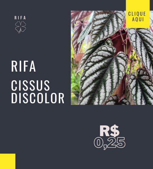 rifadiscolor 03 @mobile