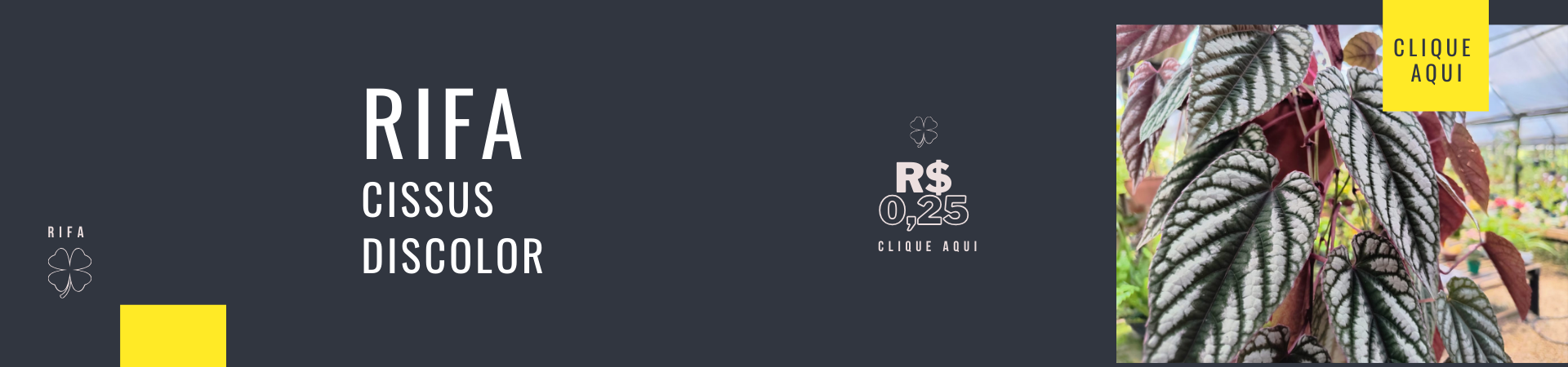 Rifadiscolor @desktop