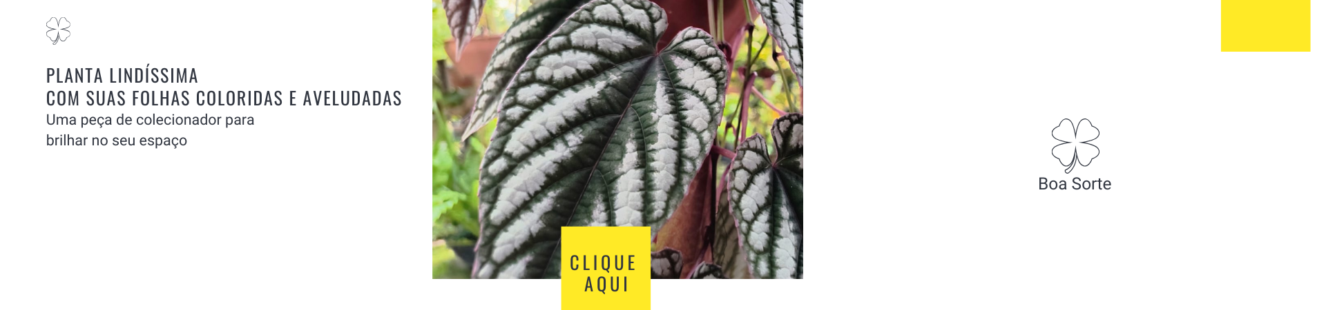 rifadiscolor02 @desktop