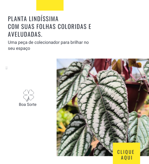 rifadiscolor @mobile