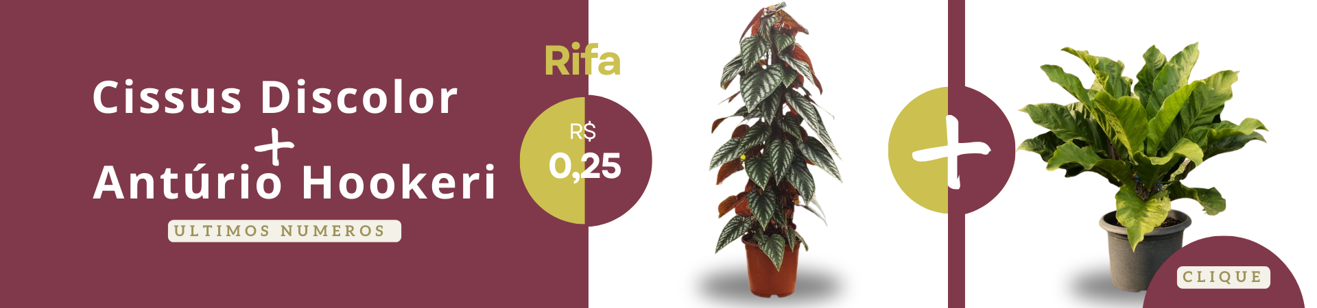 rifadiscolor@desktop