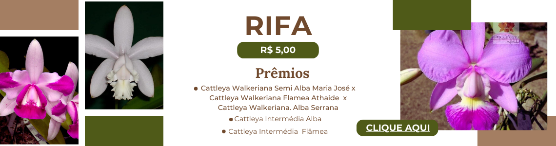 rifa