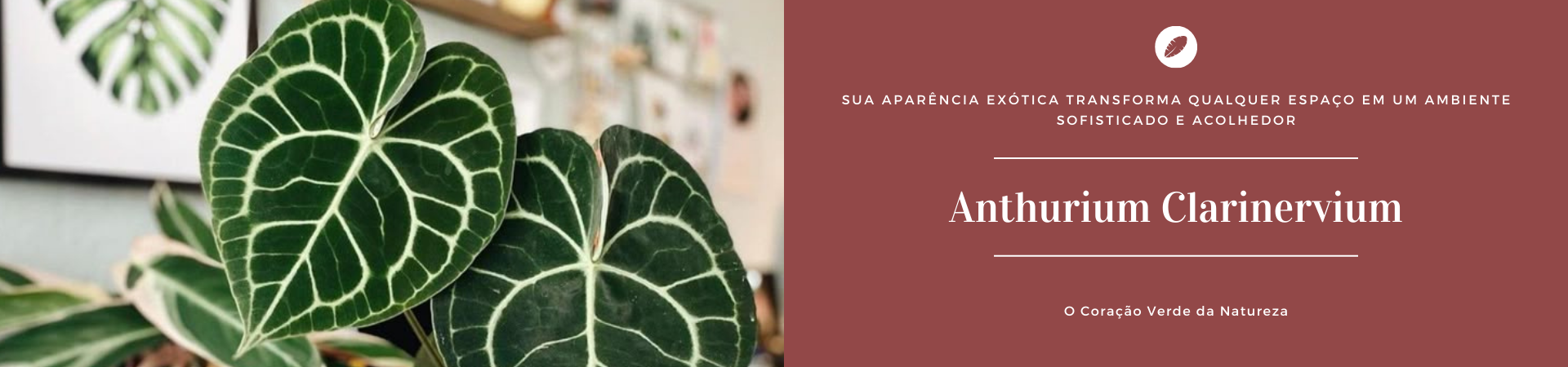 Clarinervium @desktop