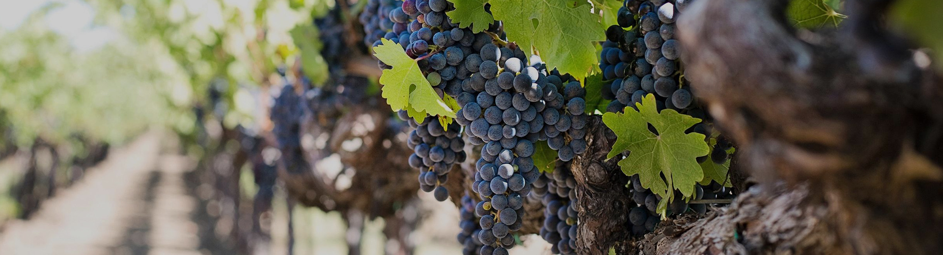 Adega Grape Wine