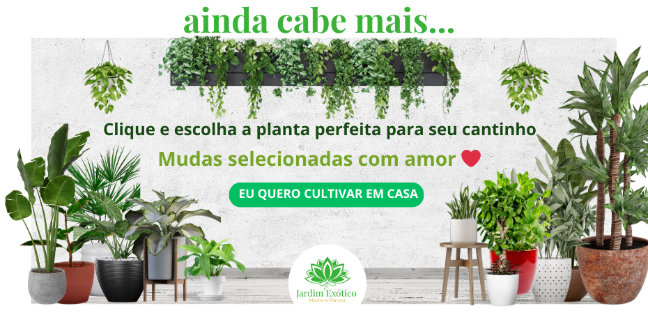 Promoção