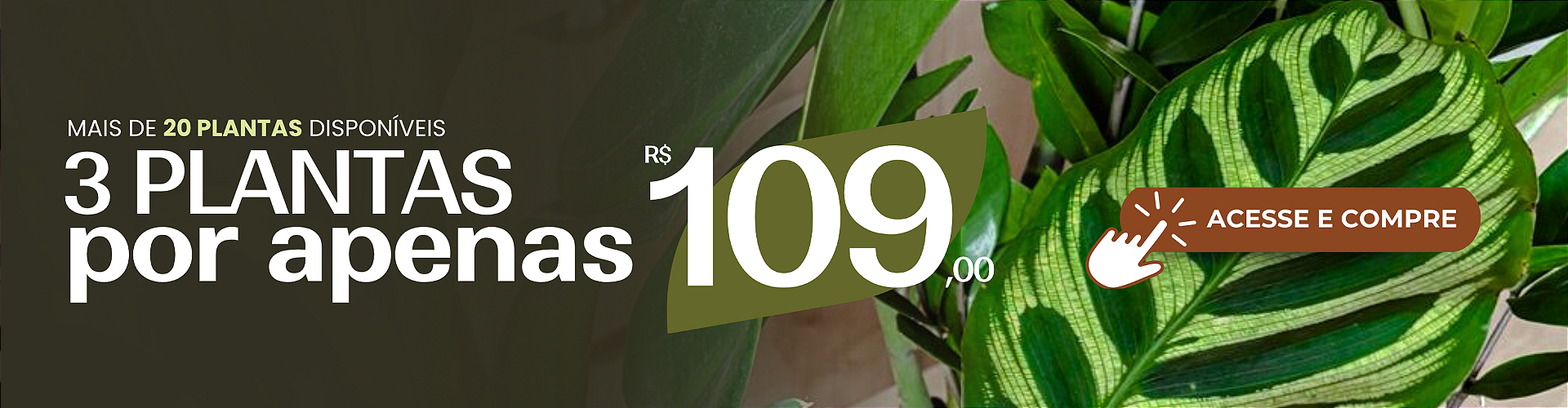 Black Friday - Mudas