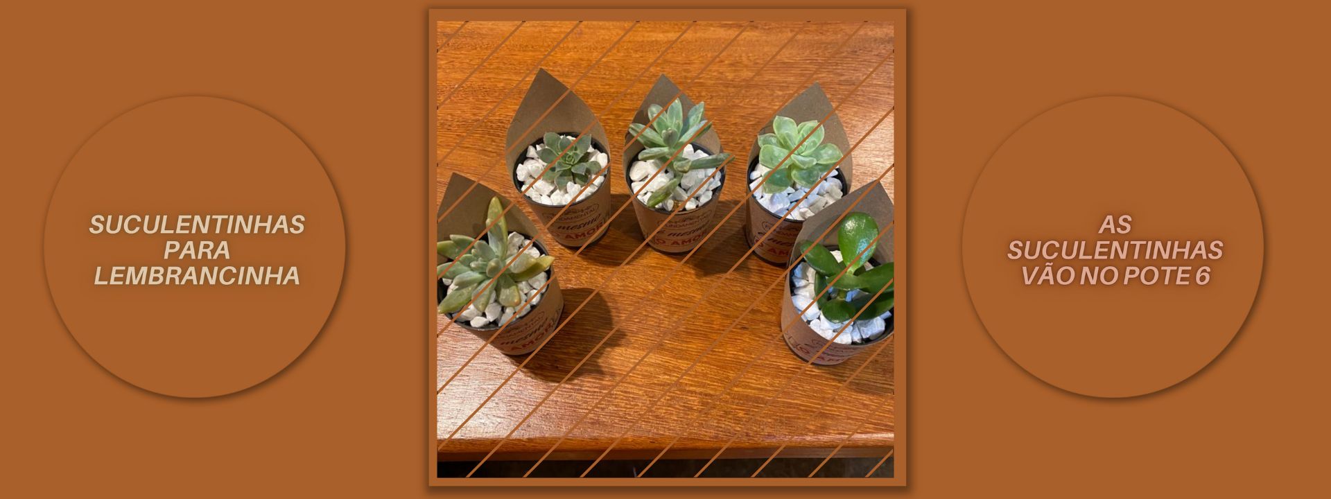 Suculentinhas para lembrancinha