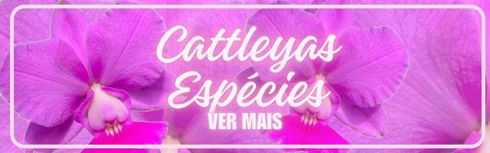 CATTLEYAS ESPÉCIES 