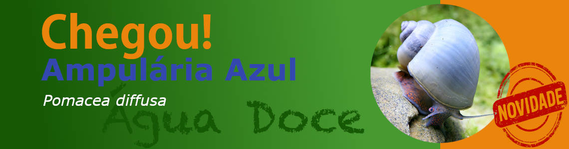chegou ampularia azul