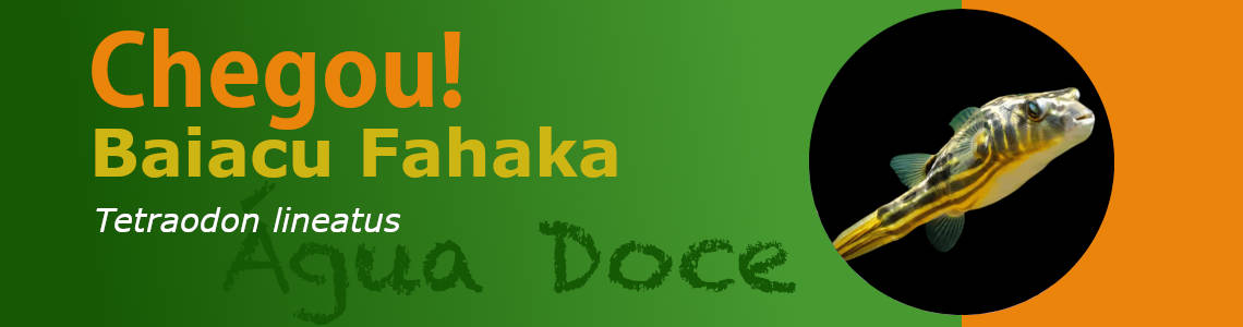 chegou baiacu fahaka