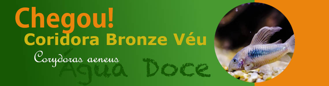 chegou coridora bronze véu