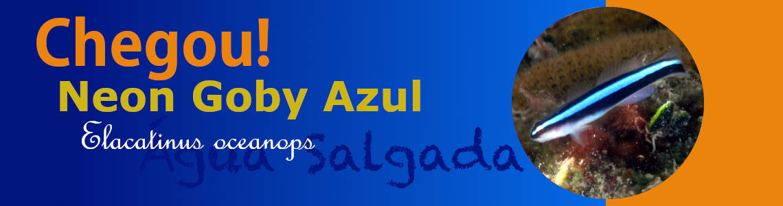 chegou neon goby azul