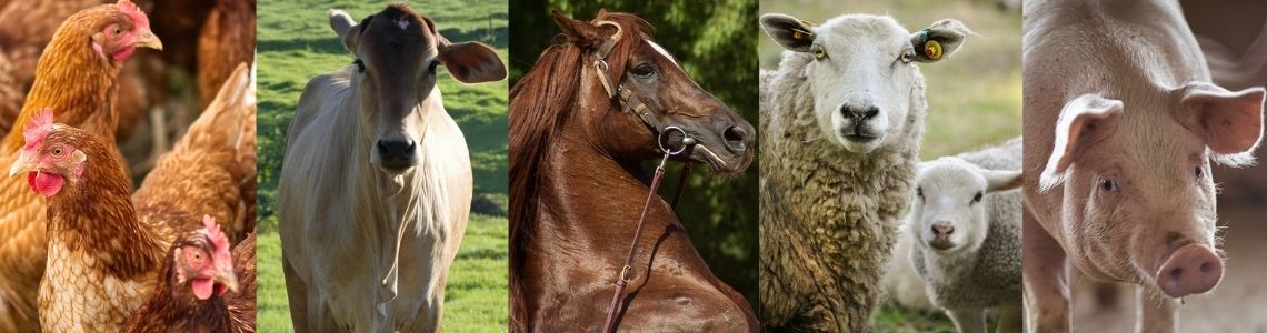 bovinos-equinos-suinos-aves-ruralbov
