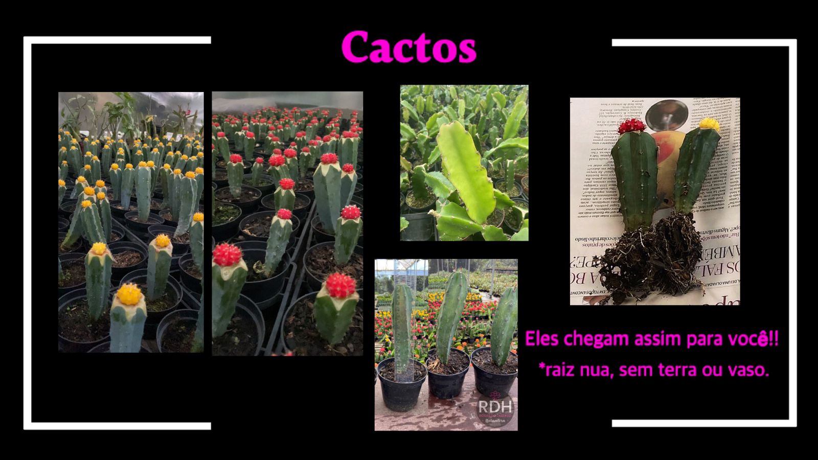 Cactos