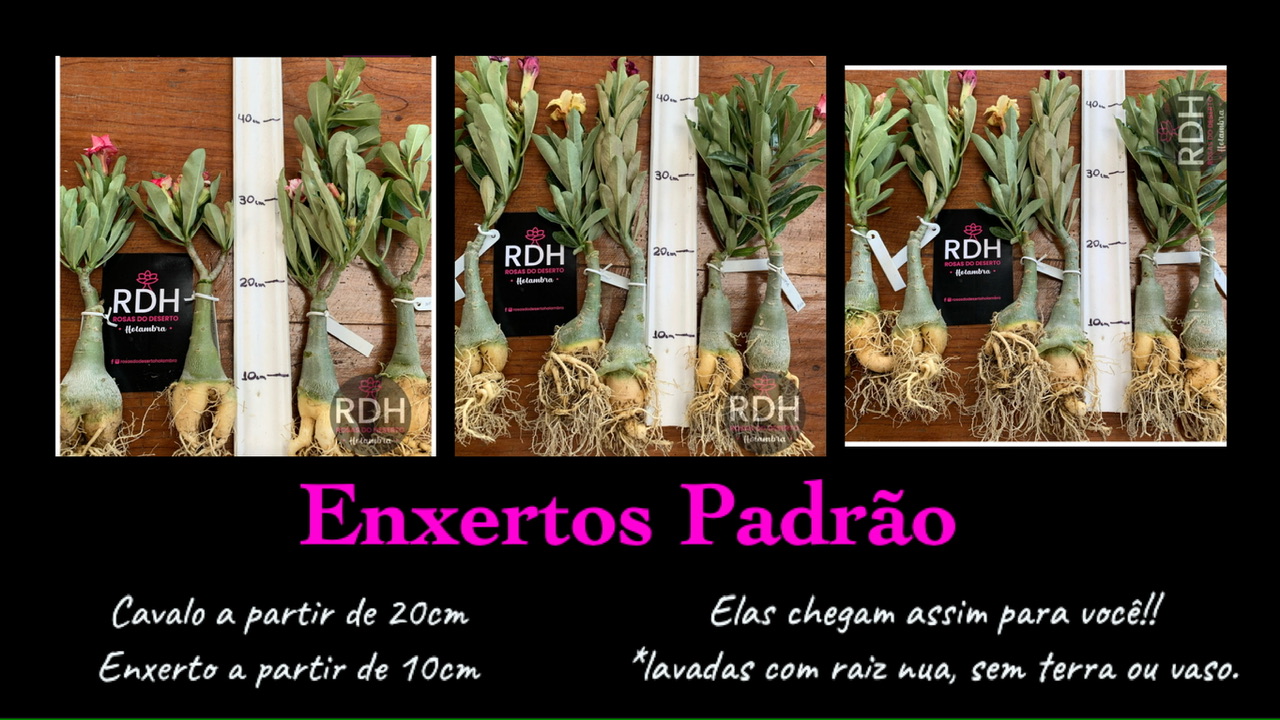 Padrao