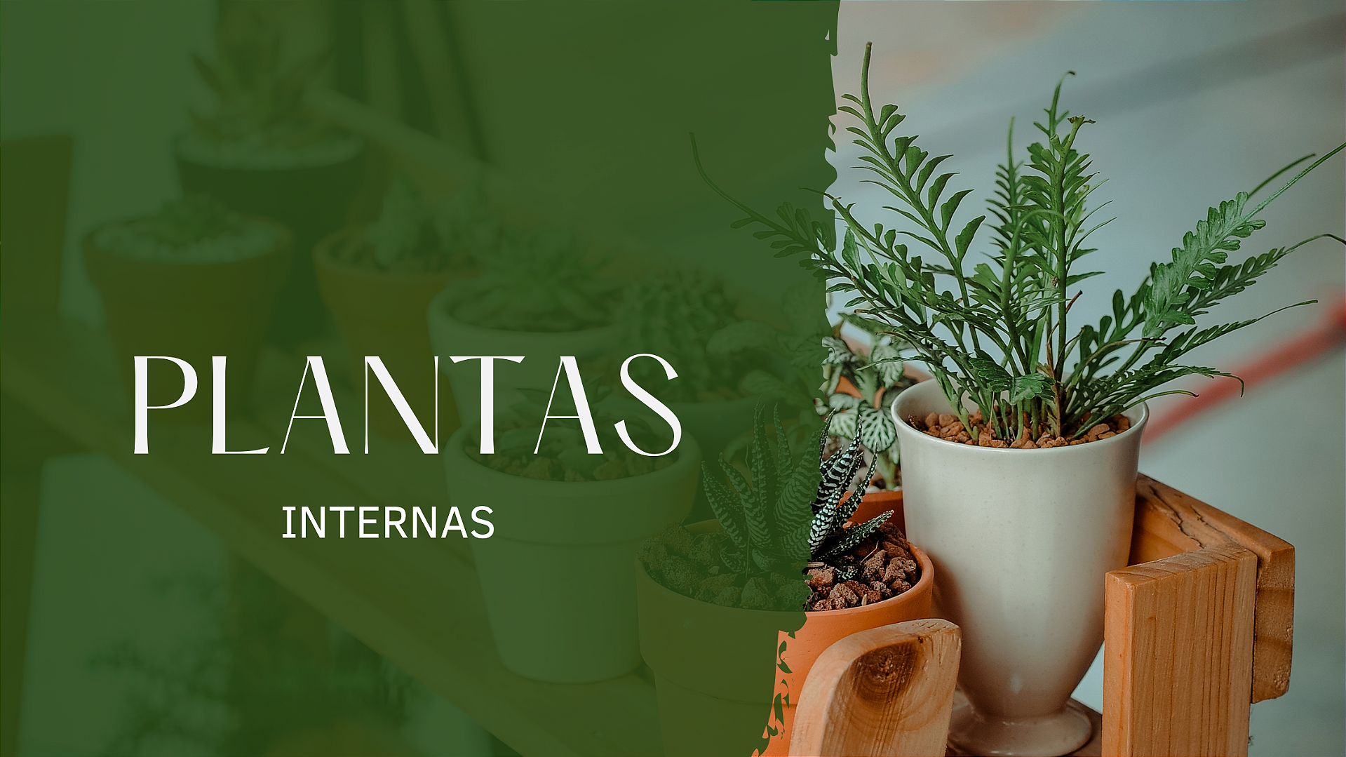 Plantas internas