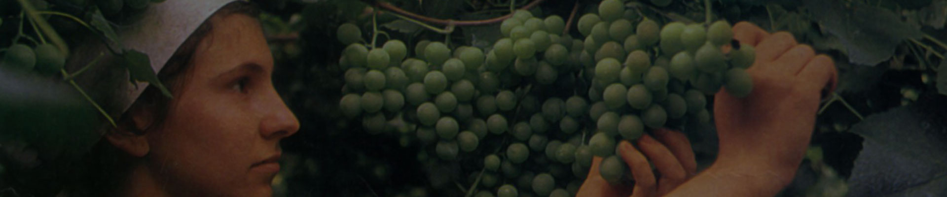 Banner-categorias-experiencias