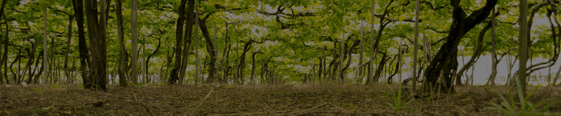 Banner-categoria-todos