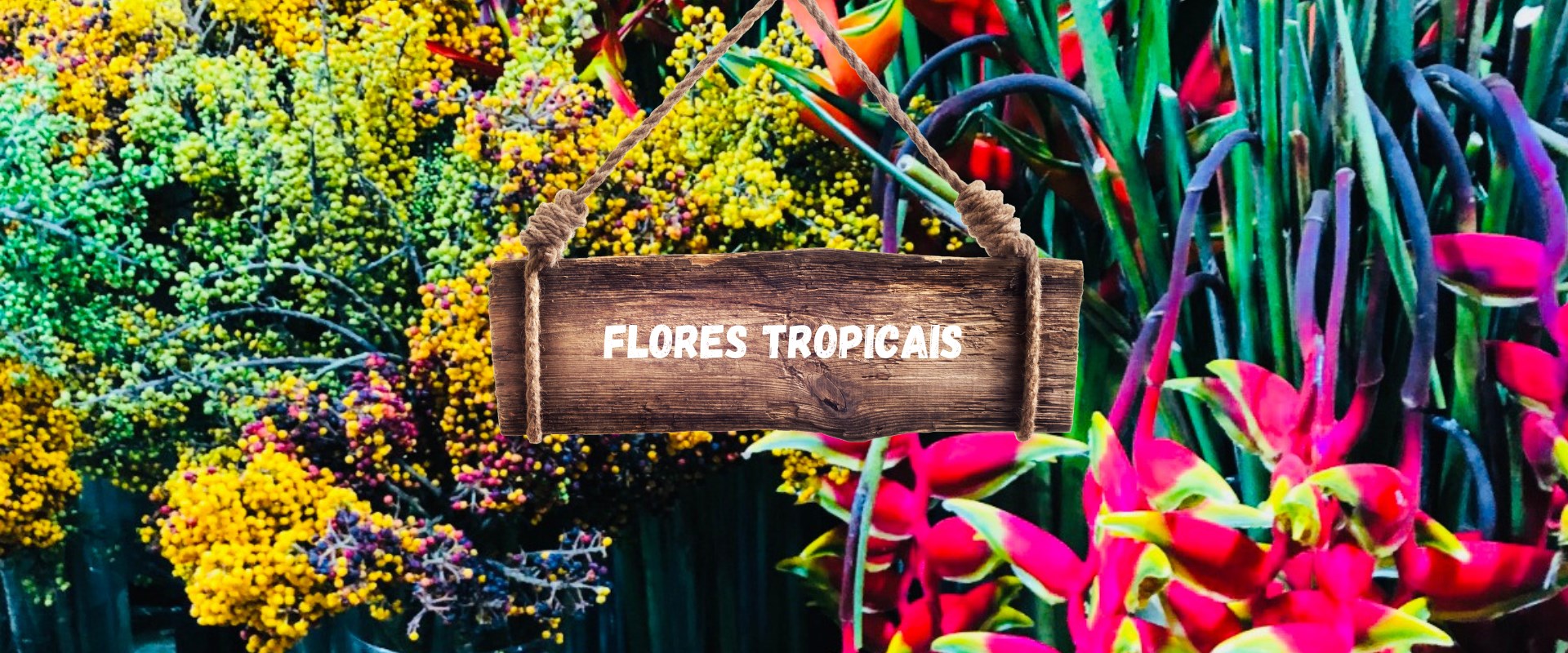 Flores Tropicais