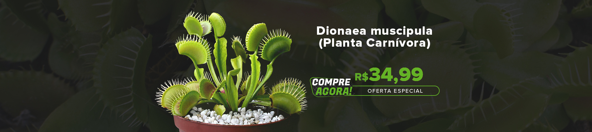 Dionaea Muscipula