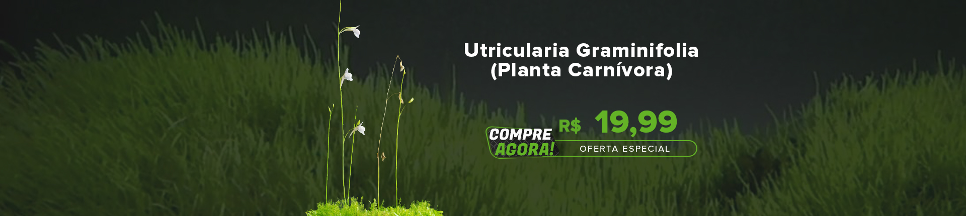 Utricularia Graminifolia