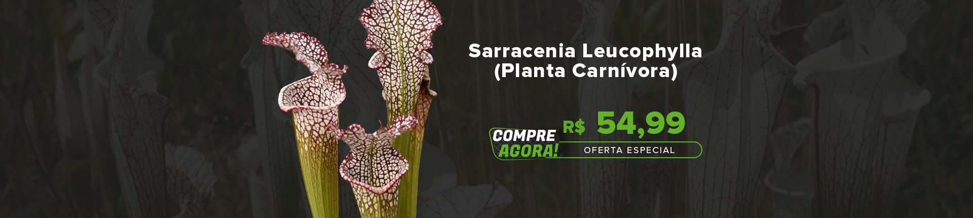 Banner Sarracenia