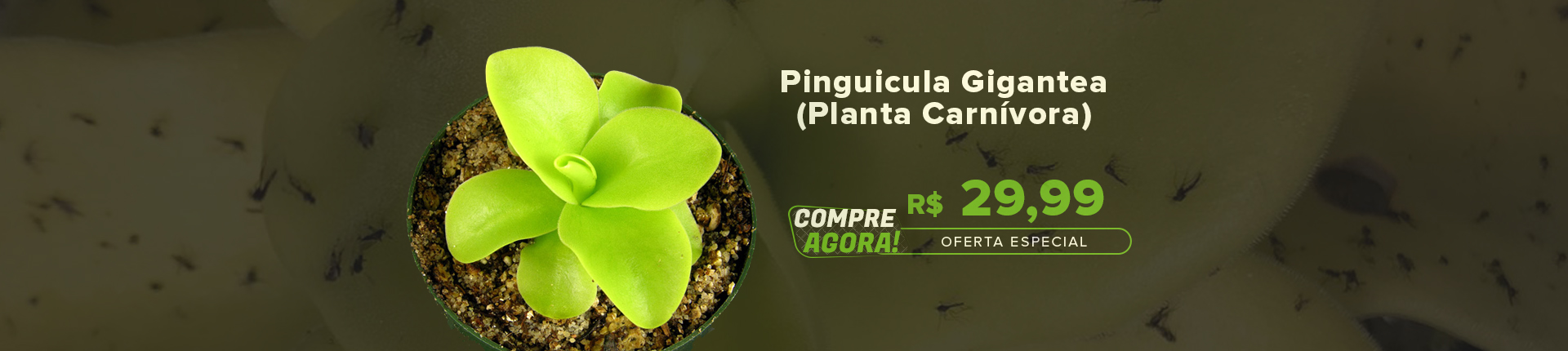 Banner Pinguicula