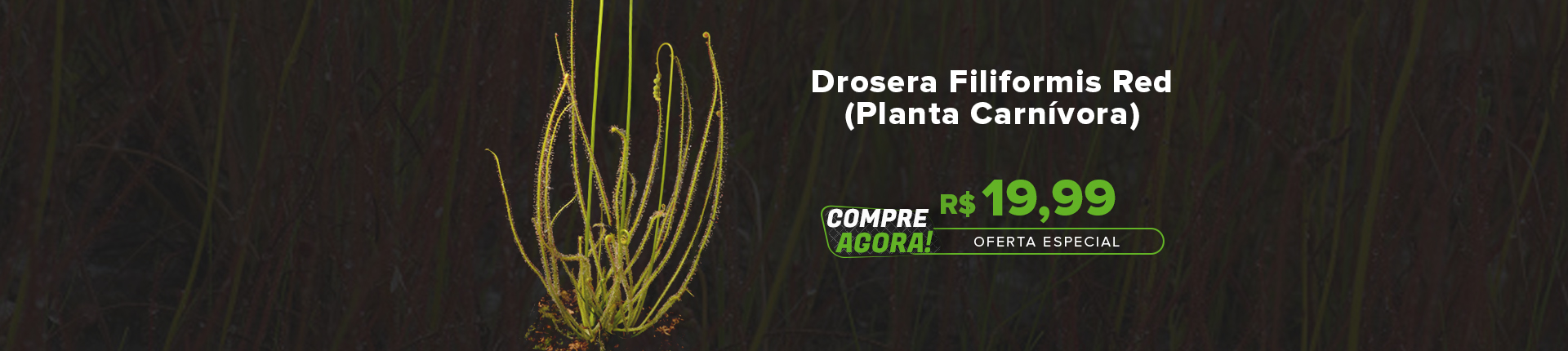 Drosera